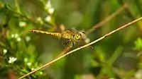 Young male before getting his adult colour