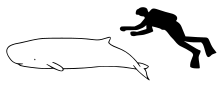 Pygmy sperm whale size