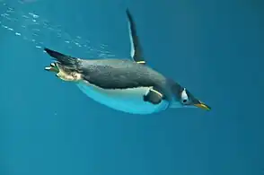 Gentoo penguin swimming underwater