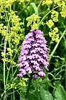 Pyramidal Orchid