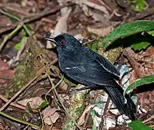 White-shouldered fire-eye