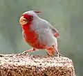 Feeding male