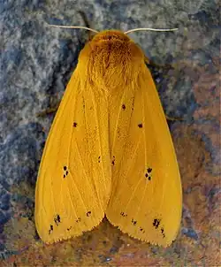 Adult