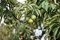 Pears in mid July