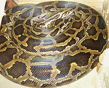 Python reticulatus is the world's longest snake and longest reptile