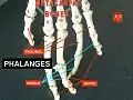 Phalanges.