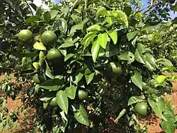 Tangerines, common in  Nghệ An province