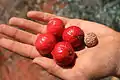 Quandong (Santalum acuminatum) fruit & seeds at Angas Downs, NT