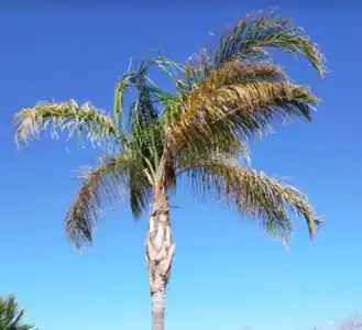 Queen palm in Phoenix, Arizona, showing sunburned fronds, a common issue with them in hot desert climates.