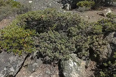 Shown with Garrya buxifolia