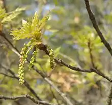 Catkins on a Georgia oak