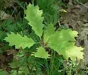 Sapling in Hohenlohe, Germany