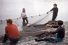 Men and women hauling a fishing net onto a beach on the Quileute Indian Reservation