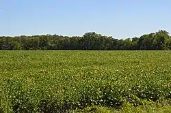 Fields on Quinn Road