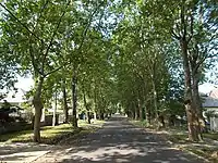 Rákoskert Avenue, plane tree in Rákosmente, 2016 Hungary