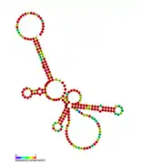 Listeria snRNA rliE: Predicted secondary structure taken from the Rfam database. Family RF01459.