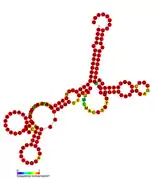 Listeria snRNA rli24: Predicted secondary structure taken from the Rfam database. Family RF01461.