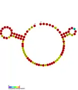 Listeria snRNA rli34: Predicted secondary structure taken from the Rfam database. Family RF01466.