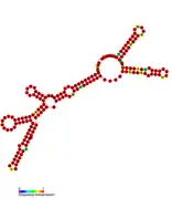 Listeria snRNA rli42: Predicted secondary structure taken from the Rfam database. Family RF01474.