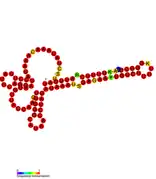 Listeria snRNA rli52: Predicted secondary structure taken from the Rfam database. Family RF01480.