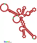 Listeria snRNA rli62: Predicted secondary structure taken from the Rfam database. Family RF01486.