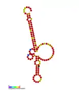 Listeria snRNA rli51: Predicted secondary structure taken from the Rfam database. Family RF01490.