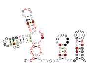 Flavi_ISFV_repeat_Ra_Rb Secondary structure taken from the Rfam database. Family RF03542