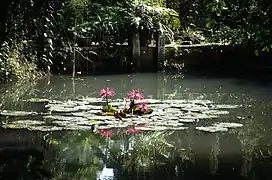 Water lilies in pond