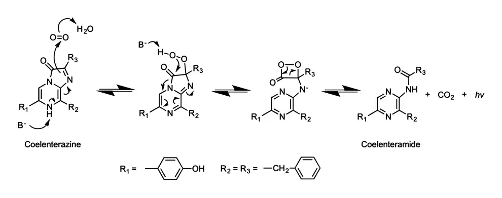 Mechanism of Renilla Luciferase and its conversion of coelenterazine to coelenteramide, CO2 and a photon of light