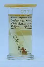 Holotype of Cyrtophora monulfi – A spider is submerged in alcohol in a vial with a handwritten label