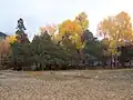 Grove of Rocky Mountain Juniper cut in 2013 to clear the site for an office building