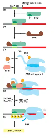 CTD got phosphoralised while getting engaged to DNA and then it plays many important role we will see further