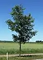 Juvenile 'Homestead' as roadside tree in Netherlands