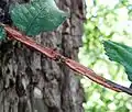 Corky wings on epicormic branchlets