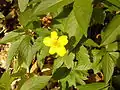 Anemone ranunculoides