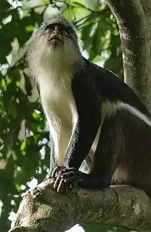 Brown and white monkey