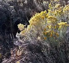 Rubber rabbitbrush