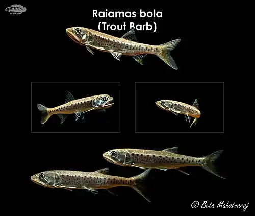 Raiamas bola (Indian Trout Barb)