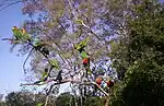 Rainbow lorikeets