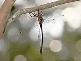 male from below, Queensland