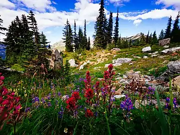 Indian paintbrush along loop trail