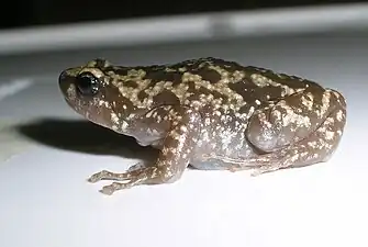 Lateral view