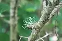 Ramalina lichen in Puerto Rico's Northeast Ecological Corridor