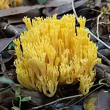 Ramaria lorithamnus