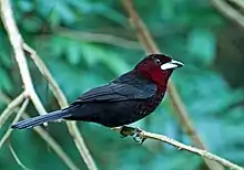 Silver-beaked tanager