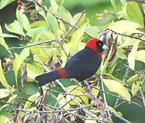 Crimson-collared tanager