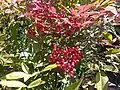 Fruiting shrub