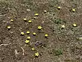 Group of plants on Olympic Peninsula