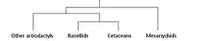 Image 13Possible relationships between cetaceans and other ungulate groups. (from Evolution of cetaceans)