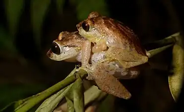 Mating